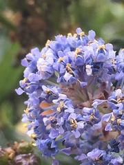 Ceanothus thyrsiflorus griseus