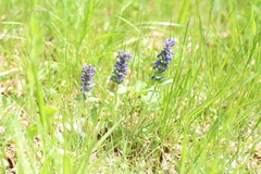 Ajuga genevensis