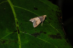 Pyralis pictalis