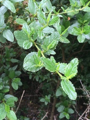 Ceanothus thyrsiflorus griseus