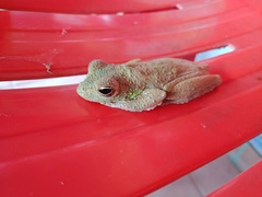 Itapotihyla langsdorffii