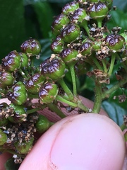 Ceanothus thyrsiflorus griseus