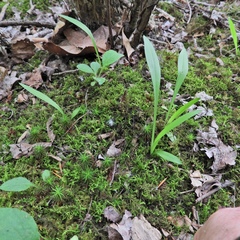 Spiranthes ochroleuca