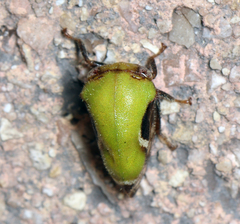 Vanduzea segmentata