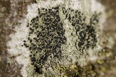 Lecidella elaeochroma