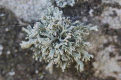 Evernia prunastri