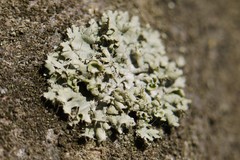 Physcia adscendens