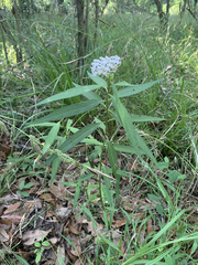 Asclepias perennis