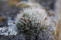 Grimmia pulvinata