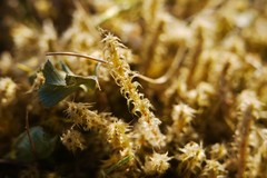 Rhytidiadelphus squarrosus