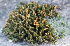 Orthotrichum anomalum