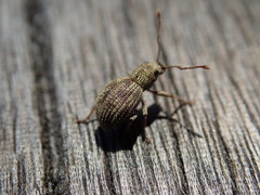 Calomycterus setarius