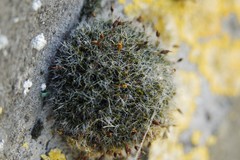 Grimmia pulvinata