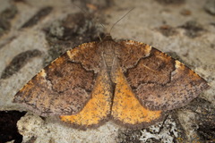 Epirranthis diversata