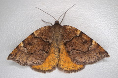 Epirranthis diversata