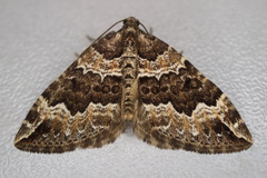 Lampropteryx suffumata