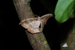 Hyposidra infixaria