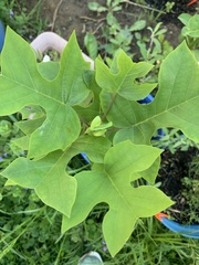 Liriodendron tulipifera