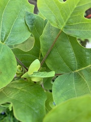 Liriodendron tulipifera