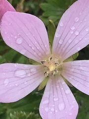 Gentianella cerastioides
