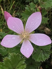 Gentianella cerastioides