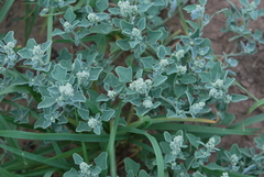 Chenopodium incanum