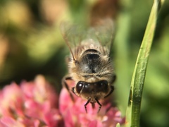 Apis mellifera