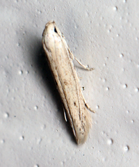 Haplochrois bipunctella