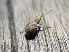 Calomycterus setarius