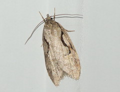 Semioscopis packardella