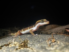 Cyrtodactylus deccanensis