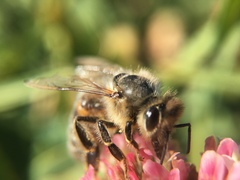 Apis mellifera