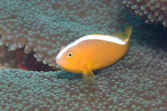 Amphiprion sandaracinos