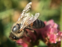 Apis mellifera