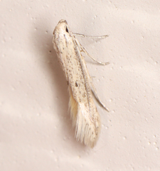 Haplochrois bipunctella