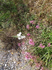 Ornithogalum narbonense