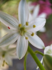 Ornithogalum narbonense