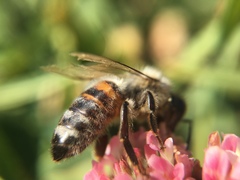 Apis mellifera