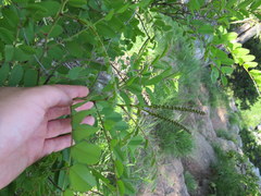 Amorpha ouachitensis