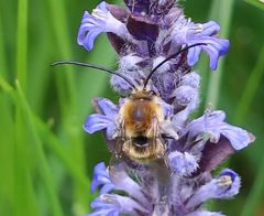 Eucera