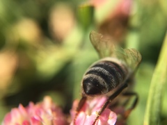 Apis mellifera