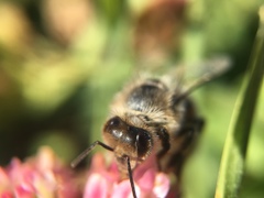 Apis mellifera