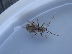 Calomycterus setarius