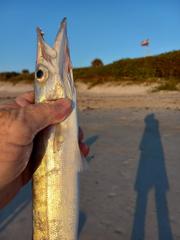 Sphyraena guachancho