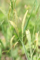 Puccinia sii-falcariae