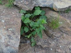 Solidago arguta boottii