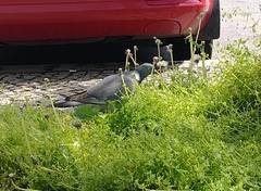 Columba palumbus