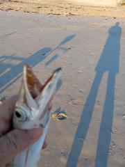 Sphyraena guachancho