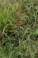 Ophrestia oblongifolia