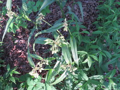 Tradescantia ozarkana